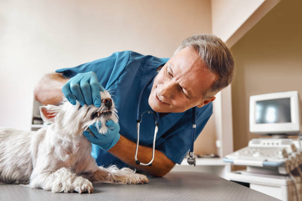 Best Emergency Gum Treatment in Oriole Beach, FL